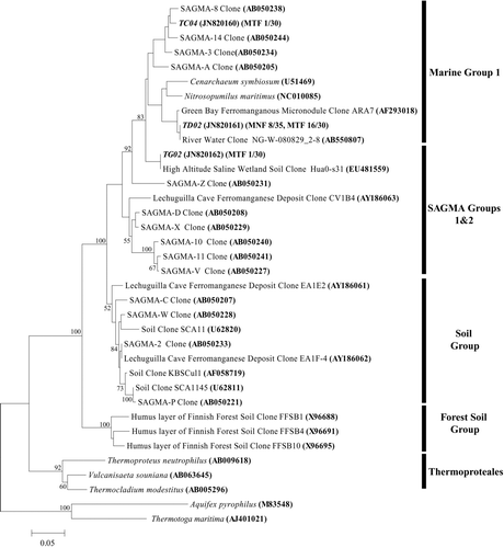 Fig. 4 Neighbor-joining tree based on Thaumarchaeal SSU rRNA gene sequences obtained from biofilms found in Carter Saltpeter Cave, Carter County, TN in this study. The number of sequences from each library [Mn Falls (MNF) and Mud Trap Falls (MTF)] representing a particular OTU is given in parentheses following the NCBI accession number. Alignments were created using the on-line SILVA aligner. Dendogram was created using PHYLIP. Bootstrapping values are shown for nodes that were supported >50% of the time and with maximum-likelihood analysis (data not shown). Aquifex pyrophilus and Thermotoga maritima were used as outgroups. Branch lengths indicate the expected number of changes per sequence position.