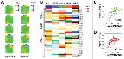 Figure 7. Combined hypermethylation effects. A) SOM portraits of the AML subgroups AML1–5 (TCGA data, 20 × 20 metagenes). All groups show characteristic expression [log(E)] and DNA methylation patterns (β-values). Red: overexpression/methylation; Blue: underexpression/methylation. Shown are averages over all genes referring to the respective metagene. B) Average expression of epigenetic modifiers in the subgroups AML1–5. They show differential expression of H3K4 HMT and HDM, as well as of DNMT and TET genes (P values: green border: <0.05; red border: <0.01; black border: <0.001; t-test). C, D) Correlation between KDM5B and DNMT3A (C) and between CCND2 and DNMT3A (D) expression for all patients. Regardless of a considerable variance a clear correlations are observed (lines: linear regression).