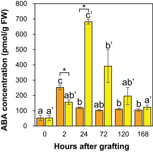 Figure 9. The ABA concentration in the graft junctions of Nb/Sl and Nb/At. Orange and yellow indicate graft junctions of Nb/Sl and Nb/At, respectively. Different letters (a-c) and with dash (a’-c’) indicate significant differences in each stage of the graft junctions of Nb/Sl and Nb/At according to the Tukey-Kramer test (p ≤ 0.05), respectively. * indicates significant differences according to Student’s t-test (p ≤ 0.05). Values are the means of four biological replicate samples, and error bars indicate the standard error of four biological replicate samples.