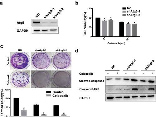 Figure 5. Atg5 knockdown potentiates celecoxib-induced growth inhibition and apoptosis of OS cells. (a) The Atg5 knockdown effects were confirmed by western blot analysis. GAPDH served as a loading control. (b) 143B cells were treated with shRNA targeting Atg5, or control in the presence or absence of celecoxib (120 µM) for 48 hours. Cell viability was measured using a CCK-8 assay. (c) The colony formation was determined by staining with trypan blue. (d) The expression levels of cleaved PARP and cleaved caspase-3 were analyzed by western blotting.