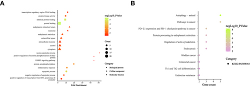 Figure 3 GO and KEGG enrichment analysis of differentially expressed ARGs. (A) Significantly enriched GO terms including BP, CC, and MF. (B) The top 10 KEGG pathways that have been significantly enriched.