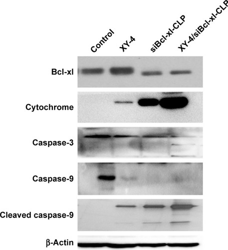 Figure 12 XY-4/Bcl-xl siRNA co-loaded cationic liposomes (XY-4/siBcl-xl-CLP) demonstrated stronger effect on activating the mitochondrial based apoptosis signaling pathway than the single drug formulation.