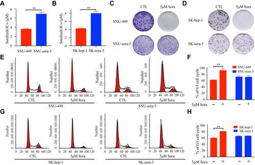 Figure 1 Establishment and verification of acquired sorafenib-resistant HCC cells. (A and B) The IC50 values of sorafenib were determined in SNU-sora-5, SK-sora-5, SNU-449 and SK-hep-1 after 72h treatment. (C and D) Colony formation of SNU-sora-5, SK-sora-5, SNU-449 and SK-hep-1 with various treatments of sorafenib (0 and 5μM). (E–H) Cell cycle analysis of SNU-sora-5, SK-sora-5, SNU-449 and SK-hep-1 after different treatments for 72h and the G1/S phase histogram. Data are shown as mean ± SD. Student’s t-test was used for two-group comparisons. **P <0.01.