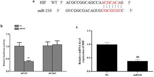 Figure 8. HIF is the direct target of miR-210. (a) Predicted binding sites between miR-210 and HIF. (b) Relative luciferase activities of WT-HIF 3′UTR and MUT-HIF 3′UTR in cells transfected with mimics NC or miR210 mimics. (c) Effect of miR210 mimics on HIF mRNA expression. Data are presented as mean ± SD. ##p < 0.01 vs. NC.