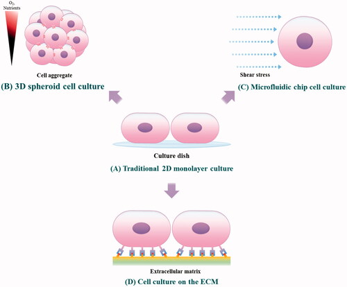 Scheme 1. Culture of tumor cells on the tumor microenvironment-mimetic platforms. (A) The conventional 2 D monolayer cell culture method. (B) A 3 D spheroid cell culture method that can mimic the tight cell-cell interaction and high cell density of native tumors. (C) A method for culturing cells in the microfluidic channels capable of simulating a fluidic microenvironment in which an interstitial flow is present. (D) The culture of cancer cells in an ECM-coated substrate capable of reproducing the cell-ECM interaction between the receptors of cancer cells and the ligands of ECM matrices.