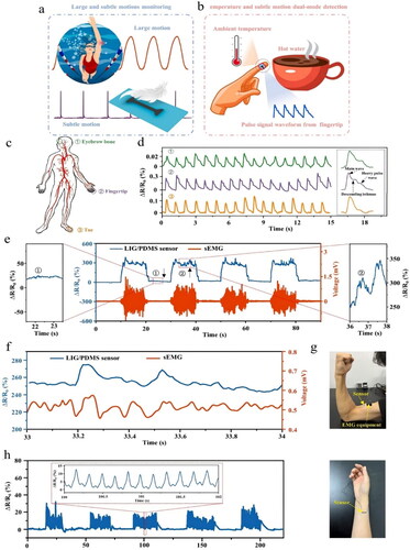Figure 21. (a, b) the Utilization of dual-mode waterproof sensors for the detection of small, and large strain ranges. (c) Schematic diagram of the network of human arteries showing the subtlest movements at the eyebrow bone, fingertip, and toe. (d) Identification and measurement of the pulse waveform on the eyebrow bone (green), fingertip (purple), and toe (orange). (e) the comparison between the sensory response (blue) and the muscle action (red) identified by the surface electromyogram (sEMG) in response to different voluntary relaxation/contraction cycles of the biceps muscle group, with a magnified view of the sensory response during muscle relaxation and contraction. (f) The comparison of the sensor response (blue) and the sEMG signals (red) processed with an integrated data processing system within a period of 1 s. (g) Attaching the sensor to the biceps measures the signal of muscle tension. (h) The response of the sensor to the simulated static parkinson’s tremor at a frequency of 5.5 Hz with an illustration showing the placement of the sensor.[Citation224]