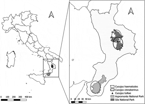 Figure 2. Distribution of Cucujus spp. in Calabria. Full circle: C. cinnaberinus, triangle: C. tulliae, dashed circle: C. haematodes Maps produced with QGIS software (https://qgis.org).