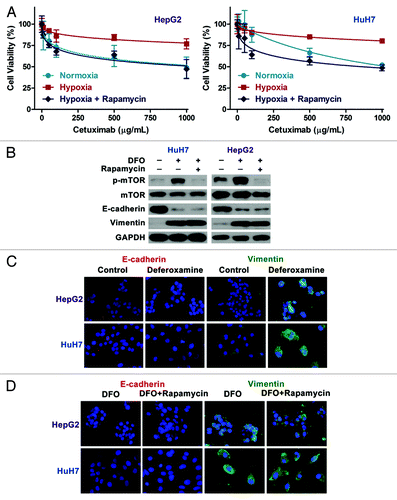 Figure 3. Rapamycin restores cetuximab sensitivity following TSC2 knockdown. (A) Cell viability assays show that TSC2 silencing increases resistance to cetuximab and that rapamycin cotreatment restores cetuximab sensitivity. (B) Levels of mTOR activity, E-cadherin and vimentin expression, and (C) E-cadherin and vimentin subcellular localization in TSC2-silenced HepG2 and HuH7 cells with or without rapamycin treatment.