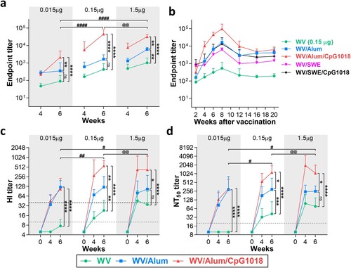 Figure 1. Effects of adjuvants on the H7N9 WV vaccine-induced antibody responses. BALB/c mice (n = 5 per group) were intramuscularly immunized twice with the H7N9 WV vaccine in combination with aluminum hydroxide (Alum) or CpG 1018. Serum samples were collected for humoral immune response evaluation at the indicated timepoint after the first immunization. (a, b) The levels of total IgG antibodies against H7N9 WV were assessed by ELISA. (c) H7N9-specific hemagglutination-inhibition (HI) antibodies were quantified by hemagglutination inhibition assay. The gray dashed line indicates a 10-fold initial dilution of serum samples. The black dashed line represents a ≥ 4-fold rise in HI titre, also called 4-fold seroconversion. (d) Vaccine-induced neutralizing activity against H7N9 was evaluated by microneutralization assay. The dashed line indicates a 20-fold initial dilution of serum samples. The log10-transformed IgG titre and log2-transformed HI and NT titres of sera collected at week 6 after the first immunization were analyzed by two-way ANOVA with Tukey’s posttest. * indicates comparisons of the adjuvant effect among the same antigen dose groups. # indicates comparisons between the various antigen doses that were adjuvanted with Alum/CpG 1018. @ indicates comparisons between the 1.5 μg HA with Alum and 0.15 μg HA with Alum/CpG 1018 groups. */#P < 0.05, **/##/@@P < 0.01, ***P < 0.001, ****/####P < 0.0001.