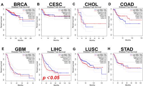 Figure 3 The disease-free survival (RFS) analysis of RRM1 in a variety of human cancers evaluated by GEPIA. (A–H) The RFS curves of RRM1 in BRCA (A), CESC (B), CHOL (C), COAD (D), GBM (E), LIHC (F), LUSC (G), and STAD (H).