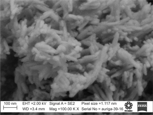 Figure 1 SEM image of the HA obtained.Abbreviations: SEM, scanning electron microscopy; HA, hydroxyapatite.