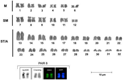 Figure 1. Giemsa stained karyotype of Loricaria simillima. The boxes show Ag-NOR, C-banding, CMA3 and DAPI staining of the eighth pair.