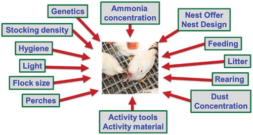 Figure 6. Factors which can cause feather-pecking and cannibalism in layers.