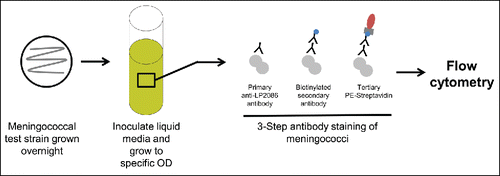 Figure 5. MEASURE assay. Bacteria are grown overnight using standard hSBA procedures. Bacteria are then stained using a 3-step antibody staining method. Flow cytometry is used to selectively quantify the concentration of surface-expressed fHBP. fHBP = factor H binding protein; hSBA = serum bactericidal assay using human complement; MEASURE = Meningococcal Antigen Surface Expression; OD = optical density.