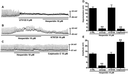 Figure 5. Effects of phospholipase C (PLC), protein kinase A (PKA), and protein kinase C (PKC) inhibitors on hesperidin-induced pacemaker potential depolarization in ICC. (A) In the presence of U73122 (a PLC inhibitor), hesperidin showed no effect. (B) In the presence of KT5720 (a PKA inhibitor), hesperidin depolarized pacemaker potential of ICC. (C) In the presence of calphostin C (a PKC inhibitor), hesperidin showed no effect. (D and E) Summaries of pacemaker potential depolarization and amplitude changes due to hesperidin with PLC, PKA, or PKC inhibitors. Bars indicate mean values ± SEs. **P < 0.01. CTRL: Control.