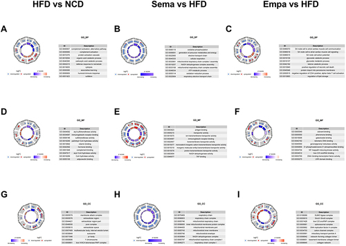 Figure 6 (A) Biological process in HFD vs NCD. (B) Biological process in Sema vs HFD. (C) Biological process in Empa vs HFD. (D) Cellular component in HFD vs NCD. (E) Cellular component in Sema vs HFD. (F) Cellular component in Empa vs HFD. (G) Molecular function in HFD vs NCD. (H) Molecular function in Sema vs HFD. (I) Molecular function in Empa vs HFD.
