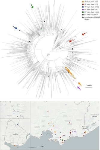 Figure 4. Visualization of the evolutionary relationships and spatial distribution of SARS-CoV-2 samples in the five Uruguayan clusters. A time-scaled maximum clade credibility tree (MCC) was generated by the discrete phylogeographic analysis of 1,810 SARS-CoV-2 genomic sequences. Uruguayan sequences are shown as coloured circles, both in the phylogenetic tree and in the Uruguayan maps. The five main Uruguayan clusters are colour-coded according to the legend (clades indicated in brackets). The remaining Uruguayan sequences, which are based on introduction events that did not form subsequent transmission chains within Uruguay, are shown as grey circles.