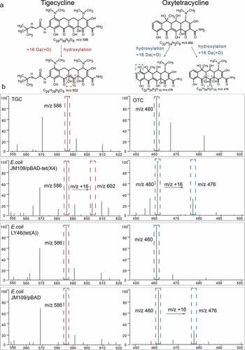 Figure 2. Representative MALDI-TOF MS results for detection of Tet(x)-producers and non-Tet(X)-producers. (a) Structures of TGC and OTC along with their oxygen-modified derivatives. (b) Representative MALDI-TOF MS spectra of tigecycline and oxytetracycline oxygenation assays after a 3 h incubation. Peaks of tigecycline and tigecycline metabolite are denoted by dashed red lines and represent peaks at m/z 586 ± 0.2 and m/z 602 ± 0.2, respectively. Peaks of oxytetracycline and oxytetracycline metabolite are denoted by dashed blue lines and represent peaks at m/z 460 ± 0.2 and m/z 476 ± 0.2, respectively