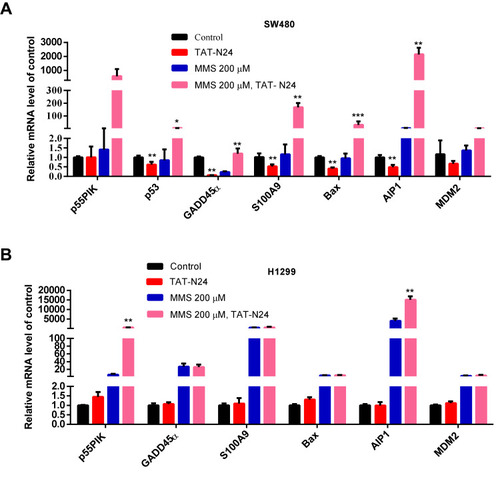 Figure 8 The interaction of N24 with p53 regulates downstream genes of p53 involved in apoptosis. (A) Real-time PCR assay of mRNA levels of GADD45α, S100A9, Bax, AIP1 and MDM2 in MMS-treated SW480 cells upon the addition of N24 peptide. Data are mean ± SEM. N = 3–4 independent experiments; *p < 0.05; **p < 0.01, ***p < 0.005, compared with the control group. (B) Real-time PCR assay of mRNA levels of GADD45α, S100A9, Bax, AIP1 and MDM2 in MMS-treated H1299 cells upon the addition of TAT-N24 peptide. Data are mean ± SEM. N = 3–4 independent experiments; **p < 0.01, compared with the control group.