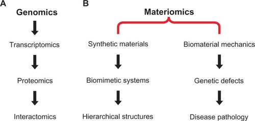 Figure 3 Example flow of information under genomics and materiomics frameworks. A) Genomics encompasses the entire genetic sequence, which includes specific DNA sequences transcribed to RNA molecules (transcriptomics), in turn, mRNA from a DNA template carry the coding information required for protein synthesis and expression (proteomics), finally, the mapping of protein–protein interactions networks can be characterized by interactomics. It is noted that this is merely one possible flow of information under genomics, with many interactions possible between subdisciplines. B) Two potential paths are given for materiomics. First, of all classes of synthetic materials being developed, a subset may find inspiration from biological materials. From these bio-inspired or biomimetic materials, the motivation may arise from multiscale hierarchical structures, such as those found in spider silk, wood, or bone. Materiomics provides a potential framework for the development of such de novo materials. Second, there is an advancing knowledge base on the mechanical behavior and properties of biomaterials, both at the molecular and system levels (eg, cellular mechanics or soft tissue behavior). At the molecular level, genetic point defects (ie, mutations) can lead to mechanical changes expressed at the macroscale. Such pathology can be quantified and analyzed, leading to new diagnostic and treatment methods for certain diseases. The diverse aims of biomimetic material design and disease pathology can be unified under a materiomic paradigm through the understanding of material systems and functionalities.