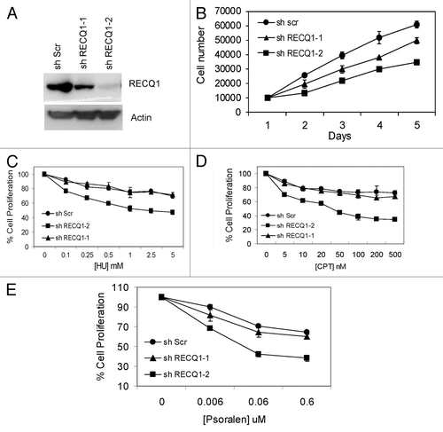 Figure 5. Generation and characterization of stable knockdown cells of RECQ1. (A) Stable depletion of RECQ1 was performed in HeLa cells by using the two independent and dose-dependent lentiviral shRNA, shRECQ1–1 and shRECQ1–2. (B) Growth assays were performed to assess the cell proliferation and cell growth for RECQ1 stable knockdown cells over a period for 5 d. MTT cell proliferation experiments were performed to evaluate the cell proliferation in the increasing concentrations of hydroxyurea (C), camptothecin (D) and 8-methoxypsoralen (E).