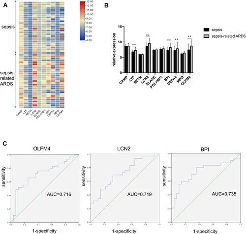 Figure 2 OLFM4 expression was different between septic and sepsis-induced ARDS patients. (A and B) Heatmap and statistical analyses of expression of the ten hub genes in the GSE66890 dataset. Red = upregulated. Blue = downregulated. **p < 0.01. (C) Analyses of ROC curves of critical DEGs in the GSE66890 dataset. ROC curves were generated and the area under the ROC was used to compare the ten genes in the sepsis group and sepsis-related ARDS group. Three DEGs showed AUC >0.7: 0.716 for OLFM4, 0.719 for LCN2, and 0.735 for BPI.