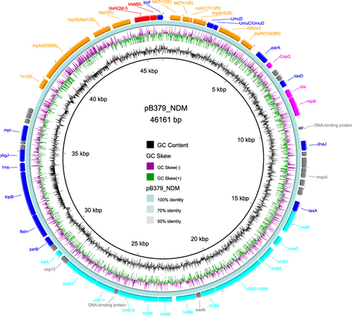 Figure 1 Circular map of plasmid pB379_NDM. Genes at the outermost ring shown in blue, aqua, fuchsia, and orange were respectively involved in stability, propagation, replication, and application. The resistance genes were indicated in red. Hypothetical protein or other coding sequences (CDSs) are indicated in gray.