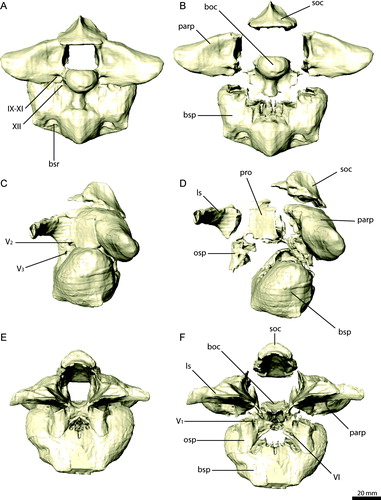 ← FIGURE 10. Braincase of Erlikosaurus andrewsi (IGM 100/111) in A, C, and E, natural articulation and B, D, and F, separated into elements in A, B, caudal, C, D, left lateral, and E, F, rostral views. Abbreviations: boc, basioccipital; bsp, basisphenoid; bsr, basisphenoid recess; ls, laterosphenoid; osp, orbitosphenoid; parp, paroccipital process; pro, prootic; soc, supraoccipital; V1, foramen for ophthalmic branch of the trigeminal nerve; V2, foramen for maxillary branch of the trigeminal nerve; V3, foramen for mandibular branch of the trigeminal nerve; VI, foramen for the abducens nerve; IX–XI, foramina for the glossopharyngal, vagus, and spinal accessory nerves; XII, foramen for the hypoglossal nerve.