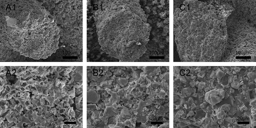 Figure 3. SEM images of fracture surface of β-Ca2SiO4 scaffolds sintered at 1000 °C (A1–A2), 1100 °C (B1–B2), and 1200 °C (C1–C2).