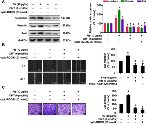 Figure 6 The effects of oxymatrine on FN-induced cell migration, invasion, and EMT-related protein expression.Notes: The cells were pretreated with oxymatrine and cyclo-RGDfK for 1 h, and then stimulated with FN for 48 h (serum-free condition). (A) The effects of oxymatrine on FN-induced EMT-related protein expression. (B) The effects of oxymatrine on FN-induced cell migration by wound healing assay. The images were captured at 0 and 48 h after wounding (magnification, 50×, scale bars, 100 μm). (C) The effects of oxymatrine on FN-induced cell invasion by Matrigel-coated transwell assay. The images were captured by an inverted microscope (magnification, 100×, scale bars, 75 μm). The values represent the mean ± SEM. *P<0.05 compared with the control group; #P<0.05 compared with the FN group. The statistical data is provided from 3 independent experiments.Abbreviations: OMT, oxymatrine; FN, fibronectin; GAPDH, glyceraldehyde-3-phosphate dehydrogenase.