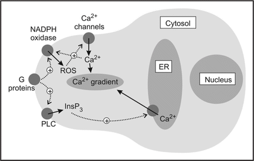 Figure 2 Cartoon to show possible model for the generation of polarized Ca2+ gradients in Fucus serratus zygotes. Note the reciprocal feedback between ROS and Ca2+, which may act to amplify weak initial signals into longer lasting embryogenic ones.