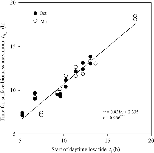 Fig. 2. Linear relationship between time for maximum in surface biomass, t Bmax, in samples kept in the dark (h) and t i, the expected time of the start of the daytime emersion period in the sampling site (h).