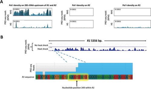 Figure 5. Precision run-on sequencing (PRO-seq) data [Citation30] analysis showing RNA Pol I within R1 elements upon heat shock. (A) Bar graphs showing Pol I density on the 28S region (left panel), on R1 elements (right panel), and on R2 elements (middle panel). Bar graphs were generated using UGENE software for control (no heat shock, NHS) and heat shocked (HS) S2 cells (see Materials and Methods). Graphs were scaled equally on their Y axes. (B) Upper panel: PRO-seq data analysis bar graphs showing RNA Pol I within R1 elements (5356 bp) under no heat shock (NHS) and heat shock (HS) conditions. Bar graphs were generated and scaled equally on their Y axes using IGV2 [Citation48]. Lower panel: magnified view of Pol I densities on the 5ʹ end of R1 elements under heat shock conditions. Dashed blue lines magnify the 5ʹ end of R1 elements where transcripts accumulate upon heat shock. This graph and the underlying DNA sequence were generated using Savant genome browser (Materials and Methods). A partially inverted motif (GACTCGTC) reminiscent of a HSF binding site is boxed. Nucleotide position +349 (T, arrow) marks an increased accumulation of R1 transcripts upon heat shock.