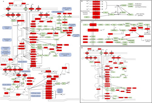 Figure 6. ‘EP’ pathway. (A) Distribution of targets of cannabis on compressed ‘EP pathway’. (B) Calcium signalling pathway. (C) MAPK signalling pathway. (D) Synaptic connections.