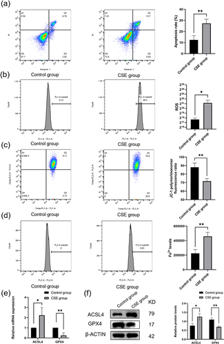 Figure 1 Cigarette smoke extract induced bronchoalveolar epithelial cell injury. (a) The apoptosis rate of BEAS-2B cells in the CSE group and control group; (b) The ROS levels of BEAS-2B cells in the CSE group and control group; (c) The MMP levels of BEAS-2B cells in the CSE group and control group; (d) The Fe2+ levels of BEAS-2B cells in the CSE group and control group; (e) The mRNA levels of GPX4 and ACSL4 in the CSE group and control group; (f) The protein levels of GPX4 and ACSL4 in the CSE group and control group. *p<0.05; **p<0.01.