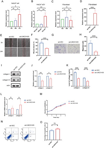 Figure 3. sEV-packaged LINC01435 suppresses biological function in human skin fibroblasts. (A–C) qRT-PCR was used to detect the differential expression of LINC01435 in HaCaT cells, HaCaT-sEV, and fibroblasts stimulated using high glucose. (D) qRT-PCR was used to confirm successful transfection of plasmid carrying LINC01435 into fibroblasts. (E–H) The migration ability of LINC01435-overexpressing fibroblasts was examined using scratch and transwell assays. (I, J) The protein expression of collagen I and III in LINC01435-overexpressing fibroblasts was examined using western blotting. (K) The levels of collagen I and III were examined using ELISA kits. (L) mRNA expression of collagen I and III was validated using qRT-PCR. (M) Cell proliferation level was measured using a CCK-8 assay. (N, O) Cell apoptosis was analysed using flow cytometry. *p < 0.05, **p < 0.01, ***p < 0.001.