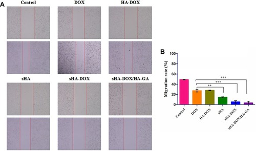 Figure 9 Effect of DOX, HA-DOX, sHA, sHA-DOX, and sHA-DOX/HA-GA on cell migration (A). Cell migration rate from 0 to 24 hrs was calculated by ImageJ (B).Notes: Data represent mean ± SD (n=3); Control cells treated with serum-free medium. **P<0.01, statistically significant difference between free DOX and sHA group; ***P<0.001, statistically significant difference between free DOX and sHA-DOX group, between free DOX and sHA-DOX/HA-GA group.Abbreviations: HA, hyaluronic acid; sHA, sulfated hyaluronic acid; DOX, doxorubicin; GA, glycyrrhetinic acid.