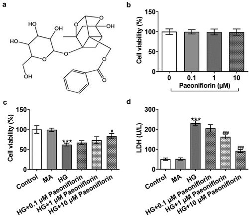 Figure 1. Pae increased the activity of SRA01/04 cells induced by HG. a. The chemical formula for Pae. b. MTT detected the viability of cells treated by Pae. c. MTT detected the viability of HG induced cells treated by Pae. d. The release of LDH was detected by kit. ***p < 0.001 vs MA, #p < 0.05, ###p < 0.001 vs HG.