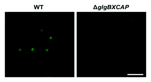 Figure 2. Confocal fluorescence microscopic observation of iodine stained glycogen granules in E. coli. E. coli cells were cultured in M9 minimal medium supplemented with glucose, harvested at the end of the exponential growth and stained as described in the main text. Note the presence of green fluorescence dots in the poles of WT cells, but not in the glycogen-less ΔglgBXCAP cells lacking the whole glycogen biosynthetic machinery. Bar = 2.5 µm