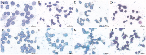 Figure 4. Morphological changes of AMJ2-C11 cells using May–Grünwald–Giemsa dye. The cells were pretreated with or without the extract for 1 h, exposed to Cr(VI) for 6 h and the images were taken using a 100 × objective. (A) Control cells, (B) 100 μM Cr(VI), (C) 250 μM Cr(VI), (D) 500 μM Cr(VI), (E) EDE, (F) EDE + 100 μM Cr(VI), (G) EDE + 250 μM Cr(VI) and (H) EDE + 500 μM Cr(VI).