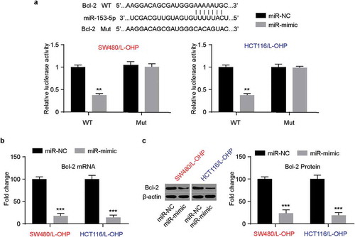 Figure 3. MiR-153-5p inhibits the expression of Bcl-2.