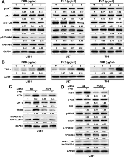 Figure 6. FKB induces autophagy through the ATF4-DDIT3-TRIB3-AKT-MTOR-RPS6KB1 signaling pathway in GBM cells. Western blot analysis performed on lysates (20 µg) to detect levels of (A) p-AKT, AKT, p-MTOR, MTOR, p-RPS6KB1, RPS6KB1, and GAPDH in U251, U87, and T98 cells treated with the concentration of FKB indicated for 48 h; (B) TRIB3 and GAPDH in U251, U87, and T98 incubated in the indicated concentration of FKB for 48 h; (C) ATF4, DDIT3, TRIB3, MAP1LC3B, and GAPDH in U251 cells transfected with control or ATF4 siRNAs for 48 h followed by exposure to DMSO or FKB (3 μg/mL) for another 48 h; and (D) TRIB3, p-AKT, AKT, p-MTOR, MTOR, p-RPS6KB1, RPS6KB1, MAP1LC3B, and GAPDH in U251 cells transfected with control or TRIB3 siRNAs for 48 h followed by exposure to DMSO or FKB (3 μg/mL) for another 48 h. Numbers below the blots correspond to relative quantification by densitometry compared with the reference point set to 1. Data are representative of 3 independent experiments.
