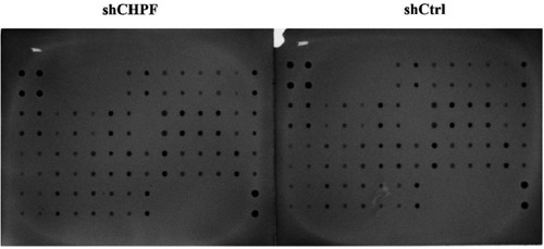 Figure 8 The human apoptotic protein array was used to determine apoptotic proteins. The Caspase-3 protein was upregulated after knockdown of CHPF.