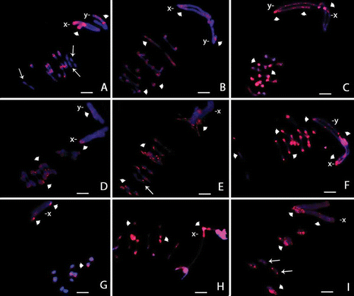 Figure 4.  Meiotic cells from Omophoita octoguttata (A, D, G), O. personata (B, E, H) and O. sexnotata (C, F, I) submitted to cross-hybridisation using the total C0t-1 product from O. octoguttata in A–C, from O. personata in D–F, and from O. sexnotata in G–I. arrows = punctiform marks, arrow heads = positive marks. Scale bar: 10 µm.
