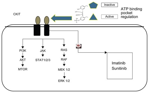 Figure 1 Targeted therapy pathways.