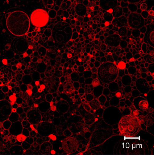 Figure 5 Fluorescent images of Nile red stained giant unilamellar liposomes obtained by confocal laser scanning microscopy (multiphoton confocal microscope LSM 710 NLO, Carl Zeiss.