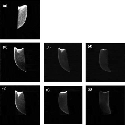 Figure 3. Water-selective transverse images of Agaricus bisporus treated by OD and UOD processes.Figura 3. Imagen transversal, selectiva de humedad, de Agaricus bisporus tratado mediante procesos de OD y UOD.(a) Fresh button mushrooms, (b) UOD (15 min): UOD button mushrooms for 15 min, (c) UOD (30 min): UOD button mushrooms for 30 min, (d) UOD (45 min): UOD button mushrooms for 45 min, (e) OD (40 min): OD button mushrooms for 40 min, (f) OD (80 min): OD button mushrooms for 80 min, (g) OD (120 min): OD button mushrooms for 120 min. All of these images are displayed at the same grayscale levels in order to facilitate the comparison.(a) Champiñones comunes frescos, (b) UOD-15 min: champiñones comunes tratados mediante el proceso de UOD durante 15 min, (c) UOD-30 min: champiñones comunes tratados mediante el proceso de UOD durante 30 min, (d) UOD-45 min: champiñones comunes tratados mediante el proceso de UOD durante 45 min, (e) OD-40 min: champiñones comunes tratados mediante el proceso de OD durante 40 min, (f) OD-80 min: champiñones comunes tratados mediante el proceso de OD durante 80 min, (g) OD-120 min: champiñones comunes tratados mediante el proceso de OD durante 120 min. Se presentan todas estas imágenes empleando la misma escala de grises para facilitar su comparación.