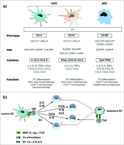 Figure 2. Immunophenotypic and functional hallmarks of DC subsets in blood and lymphoid tissue. (A) Both mDC and pDC cells are effective T-cell stimulators and direct the nature of Th responses, although mDC cells primarily induce Th1 differentiation, whereas pDC cells mainly promote a Th2 response. The archetypical antigen/cytokine of each subset is marked in bold. (B) Key cytokines involved in the DC-mediated polarization of naïve T cells into different T-cell subsets. Mature dendritic cells polarize naive Th0 cells into different Th effector cells through several signals: antigen presentation to the T-cell receptor, co-stimulatory signal and secretion of cytokines. Immature dendritic cells prime Th0 cells to make Treg cells. Abbreviations: pDC, plasmacytoid DC; mDC, myeloid DC; Lin, lineage markers; PRRs, pattern-recognition receptors; TLR, Toll like receptors Th, T helper cell; Treg, regulatory T cell; Ag, antigen, TCR, T-cell receptor; CTLA-4, cytotoxic T-lymphocyte antigen 4.