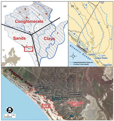 Figure 1. (a) Doñana aquifer and location of the Doñana National Park in Europe. (b) Isopotentiometric map of the eastern part of the dune aquifer (modified from Lozano-Tomás Citation2007). (c) Location of the study area and the pumping site of the coastal resort. The Charco del Toro, Zahillo (ZAH), Santa Olalla (SOL) and Sopeton (SOP) ponds are marked. Palacio de Doñana meteorological station can also be seen. All of these ponds and sensors are located over the stabilized dunes. P: piezometers.