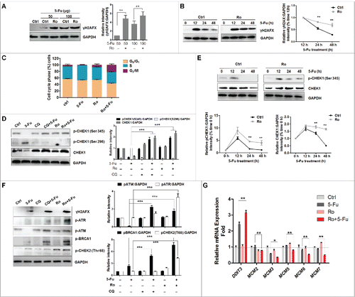 Figure 7. Blockage of autophagy by Ro enhances DNA damage and reduces DNA repair. (A) Ro enhances γH2AFX triggered by 5-Fu. ECA-109 cells were treated with 5-Fu in the presence or absence of Ro (100 μM) for 48 h. (B) Ro delays 5-Fu-induced DNA repair. The cells were treated with 100 μg 5-Fu in the presence or absence of Ro for the indicated time courses. Decay of γH2AFX in both groups of cells are shown. ImageJ densitometric analysis was performed, for the CHEK1:GAPDH ratio from CHEK1 immunoblots (mean ± SD of 3 independent experiments). (C) Cell cycle arrest induced by Ro. Cell cycle distribution of the cells subjected to FACS. Values are average and range of 2 different experiments. (D) Levels of CHEK1 in 5-Fu-treated cells in the presence or absence of Ro or CQ. (E) Ro delays CHEK1 degradation. The levels of p-CHEK1 and CHEK1 were quantified. ImageJ densitometric analysis of the p-CHEK1:GAPDH or CHEK1:GAPDH ratio from p-CHEK1 or CHEK1 immunoblots, respectively (mean ± SD of 3 independent experiments). (F) Immunoblot analyzing the activation of DNA damage response. (G) Relative mRNA levels (compared with GAPDH) of several DNA replication-related genes. * indicates a significant difference from the controls. **, P < 0.005; *, P < 0.05.